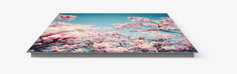 Photo Magnolia Tree - Exercise Mat, transparent png download