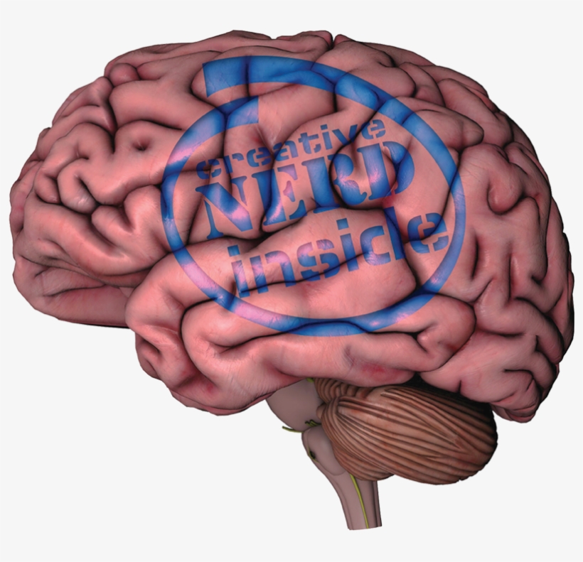 The Human Brain - Brain On White Background, transparent png download