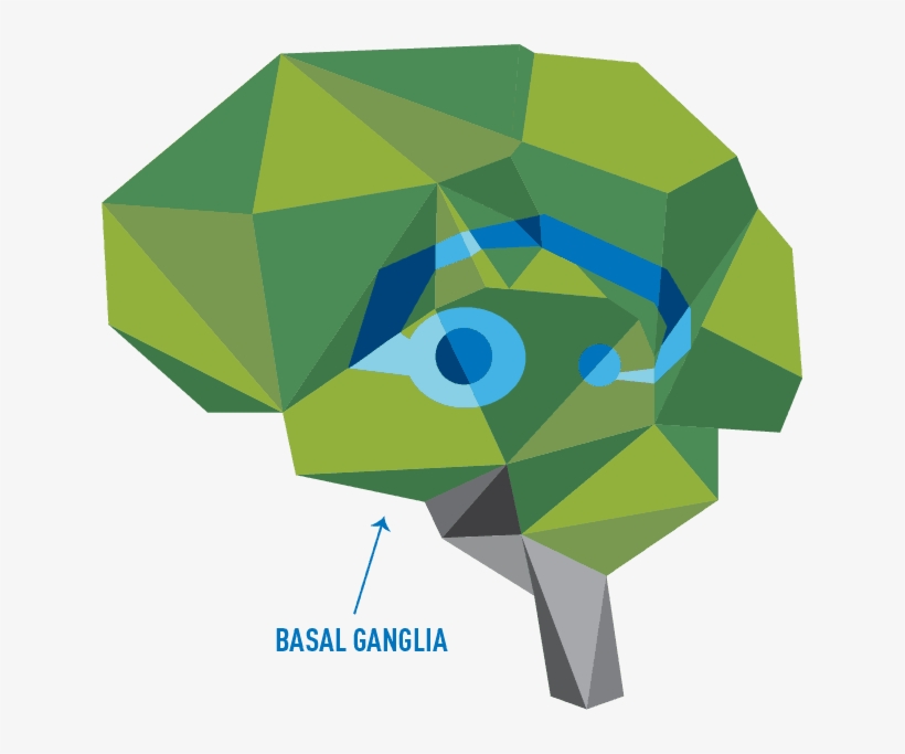 The Brain's Basal Ganglia - Graphic Design, transparent png download