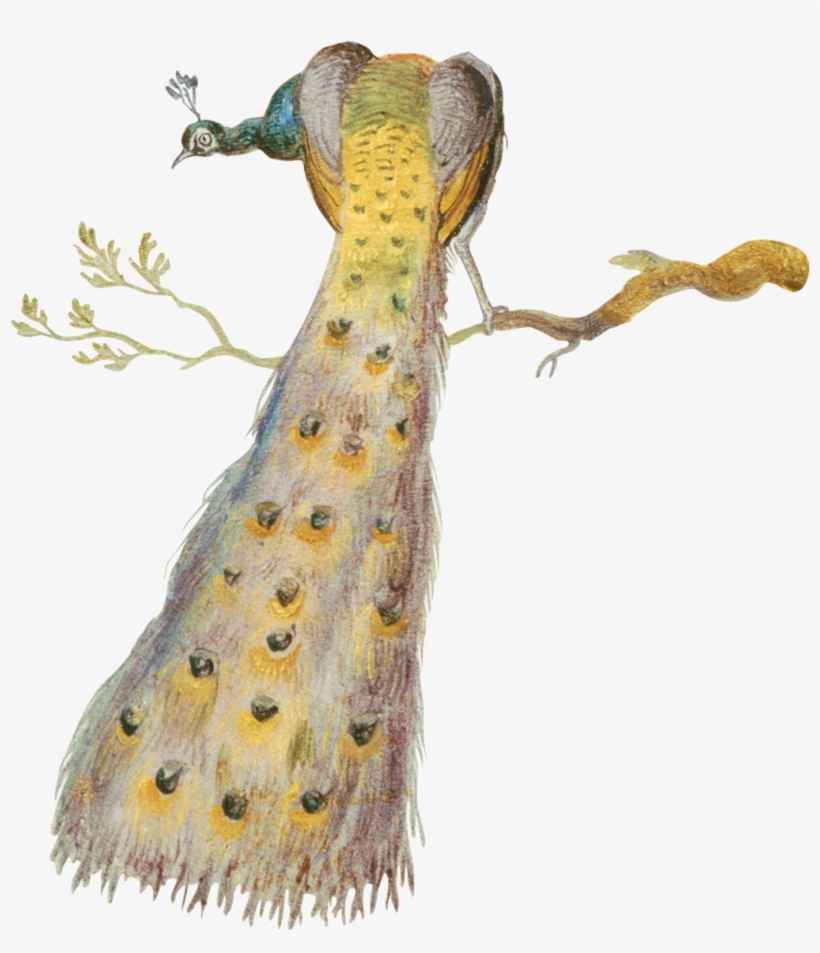 Painted Peacock - Jan Van Kessel The Elder, transparent png download
