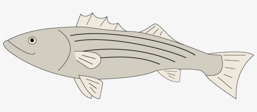 Css Animations Aren't That Tough - Animated Striped Bass, transparent png download