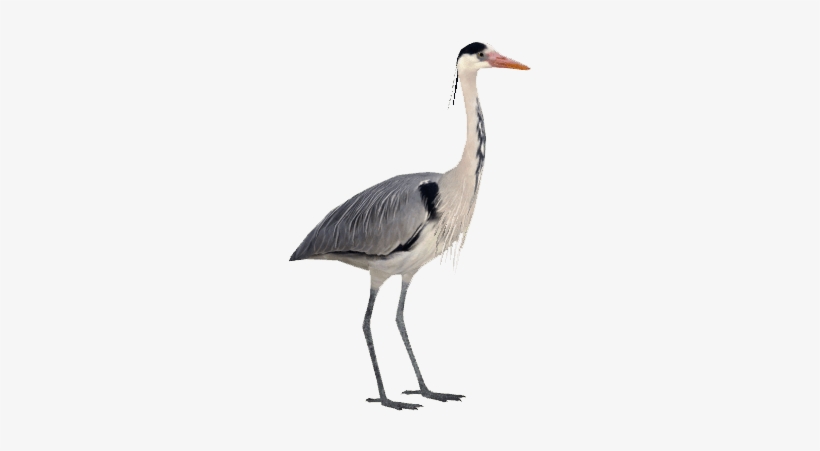 Grey Heron - Herons Png, transparent png download