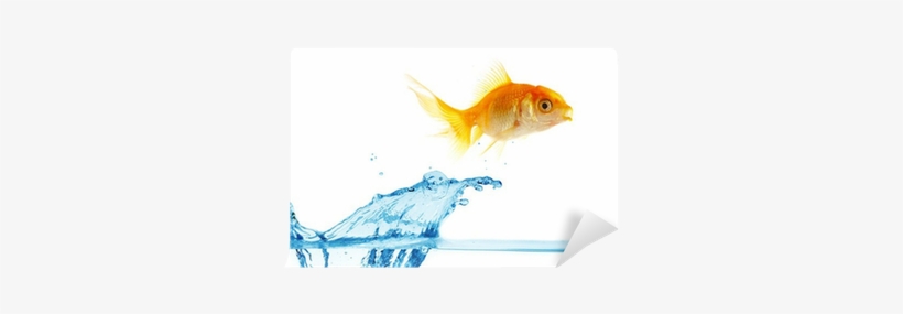 Gold Small Fish Jumps Out Of Water Wall Mural • Pixers® - Fish Splashing Out Of Water Animated, transparent png download