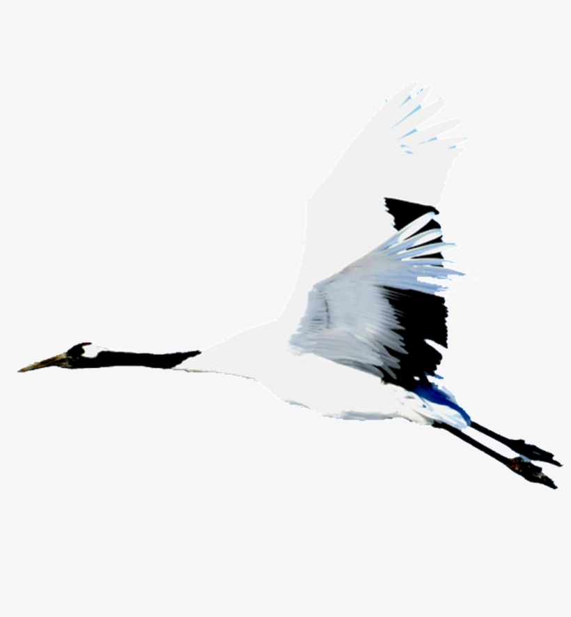 Hd Beautiful Red-crowned Crane Painting Png - Design, transparent png download