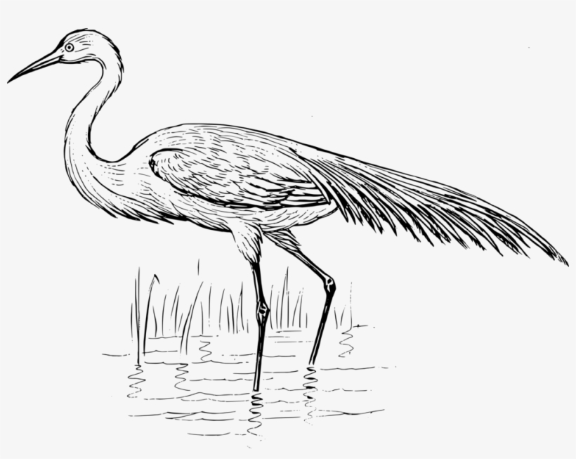 Egret Bird Clipart, transparent png download