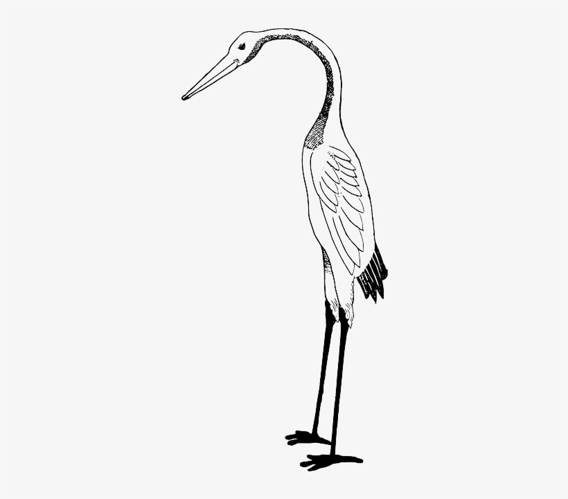 Bird, Crane, Stork - Stork Clipart White And Black, transparent png download
