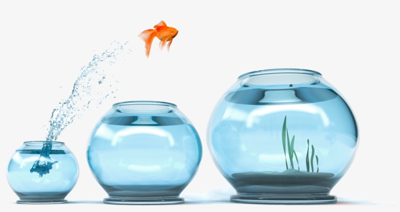 Cngc Cash Incentives For Energy Upgrades Are As Easy - Goldfish Jumping Into Bigger Bowls, transparent png download