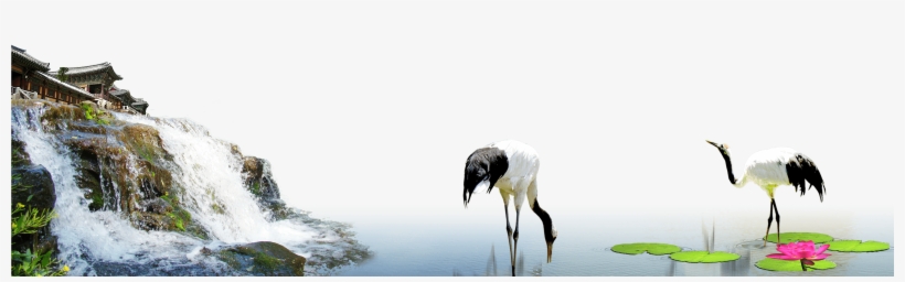 Red Crowned Crane Wallpapers, Animal, Hq Red Crowned - Crane, transparent png download