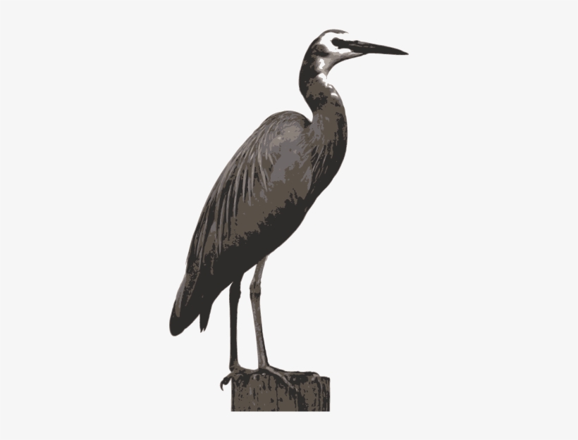 White Faced Heron, transparent png download
