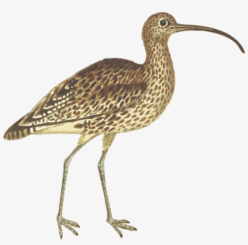 Free Clipart Of A Curlew Bird - Long Billed Curlew Png, transparent png download