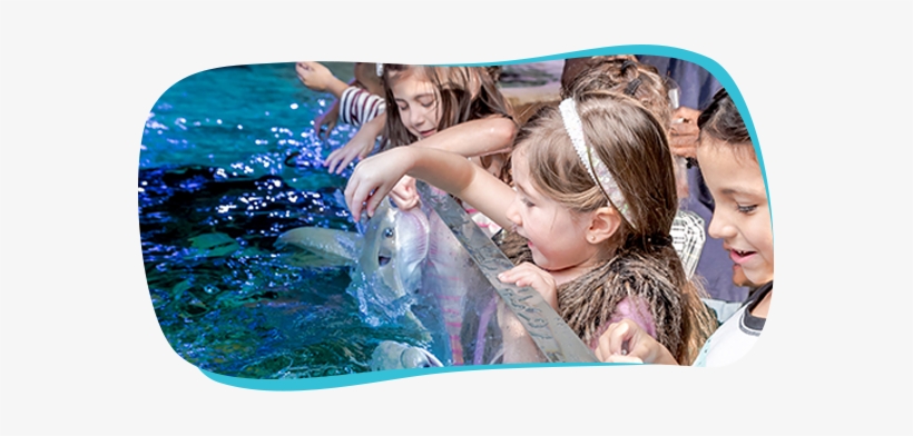 Interactive Exhibits - Seaquest Aquarium Fort Worth, transparent png download