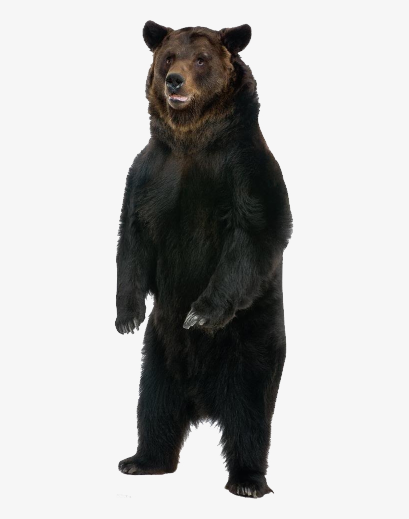 Bear Png - Growl With The Animals!, transparent png download