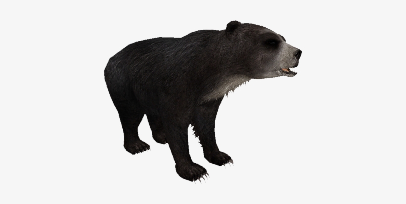 Florida Short-faced Bear - Zt2 Short Faced Bear, transparent png download