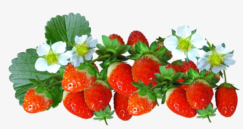 Strawberries, Fruit, Food, Flowers, Summer, Natural - Flores E Frutas Png, transparent png download