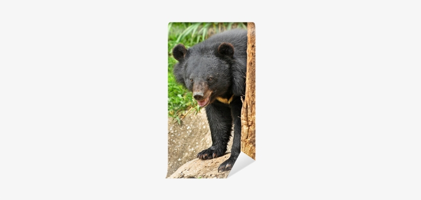Asiatisk Svartbjörn, transparent png download