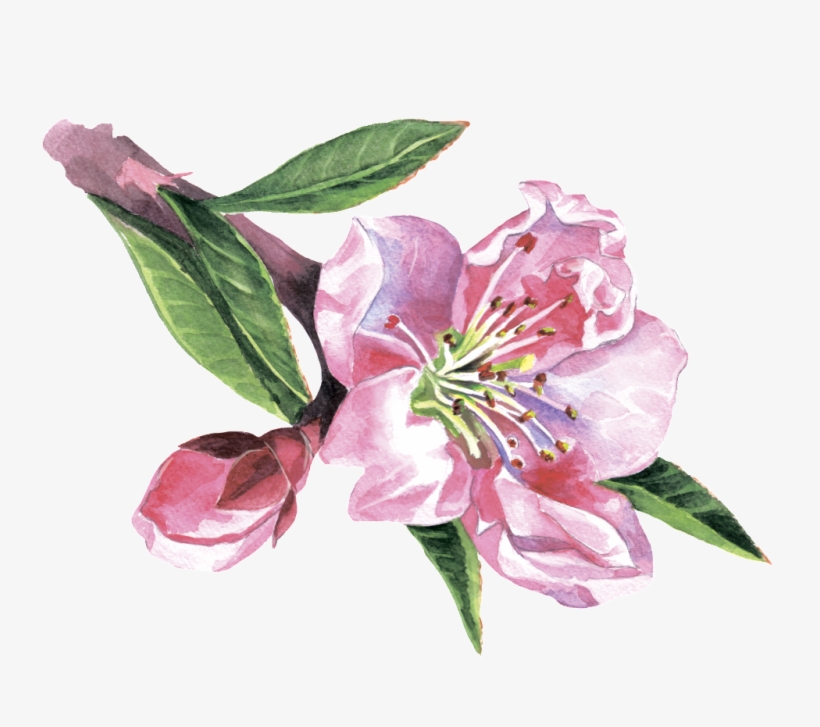 Euclidean Vector, transparent png download