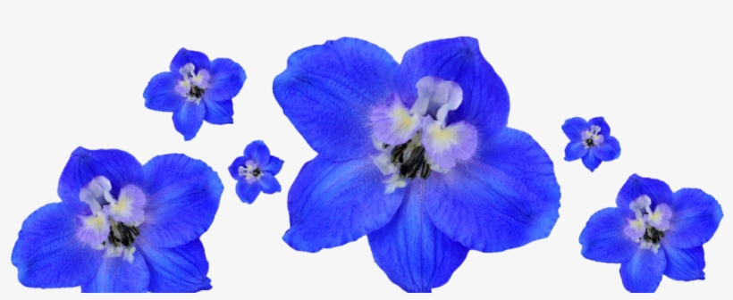 Floresbottom - Lilac Hibiscus, transparent png download