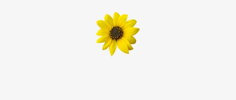 Harris Garden Cards - Sunflower, transparent png download