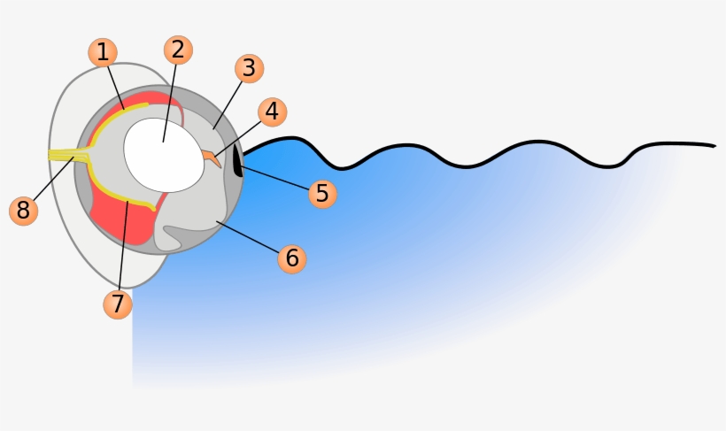 Scheme Of The Eyes Of A Four-eyed Fish Showing The - Four-eyed Fish, transparent png download