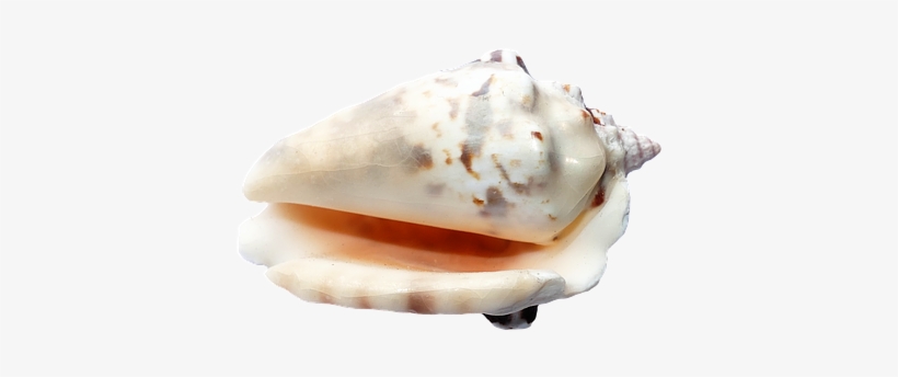 Sea, Shells, Ocean, Beach, Vacation - Sea Shells Image Transparent Background, transparent png download