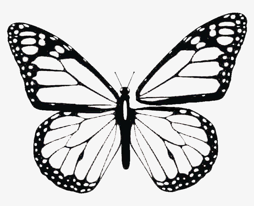 Butterfly Png Library - Transverse: Poetry About Being Transgender, transparent png download