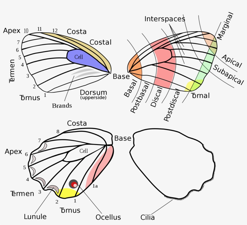 Open - Lepidoptera Wings, transparent png download