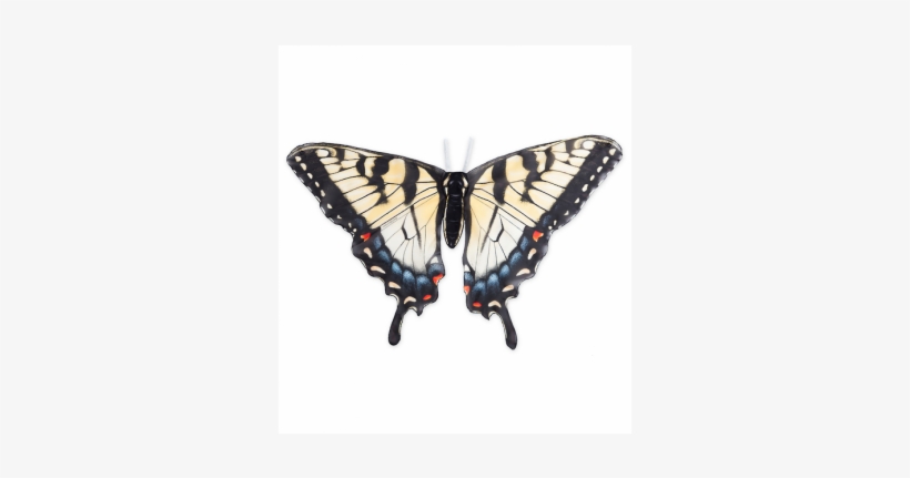 $28 - - Butterfly, transparent png download
