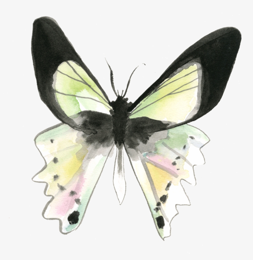 Butterfly Web-2018, transparent png download