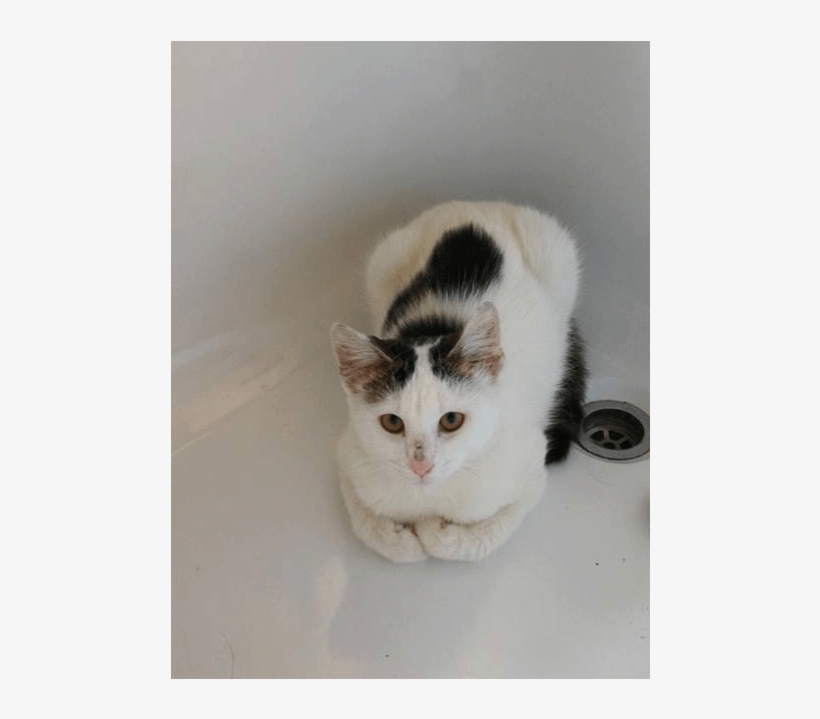 Photo Of Ac0755 Twix - Domestic Short-haired Cat, transparent png download