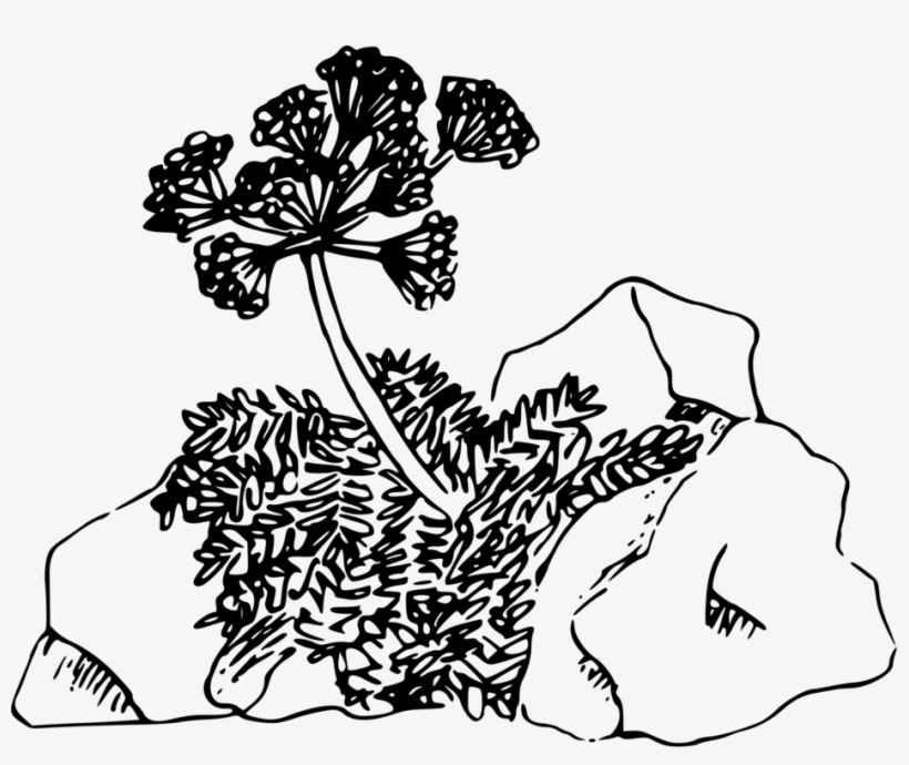 Desert Computer Icons Plants Floral Design Drawing - Clip Art, transparent png download