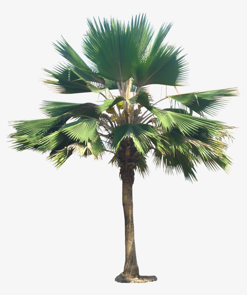Palm Tree Png, Palm Trees, Plant Images, Plant Pictures, - Pritchardia Pacifica Png, transparent png download