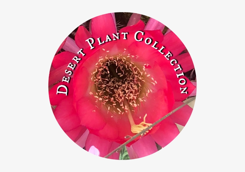 Desert Plant Collection - Desert Plant Collection, Nursery, transparent png download