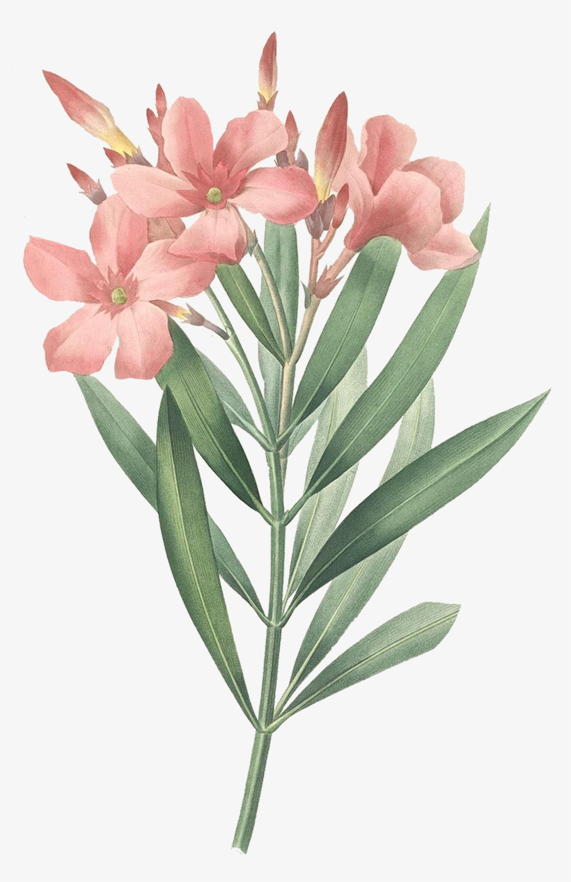 Download At - Oleander Botanical Print, transparent png download
