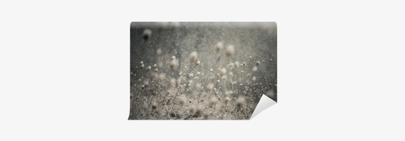 Snow Falling And Covering The Ground Wall Mural • Pixers® - Vulnerability Strength, transparent png download