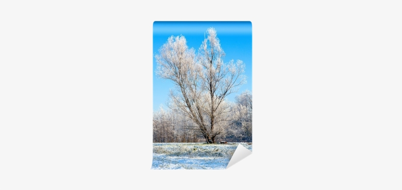 Winter Lonely Tree Wall Mural - Winter, transparent png download