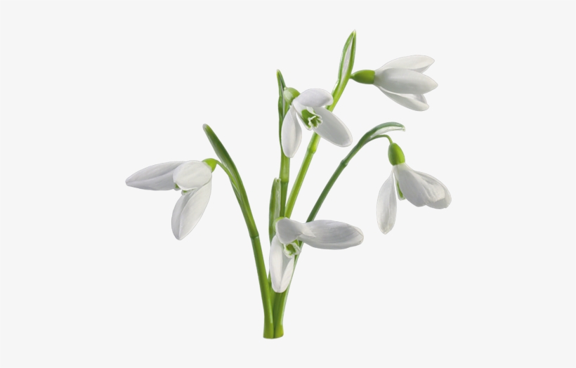 Ptitevivieel18 Kitcollabespoir Lartduscrap - Snow Drops White Background, transparent png download