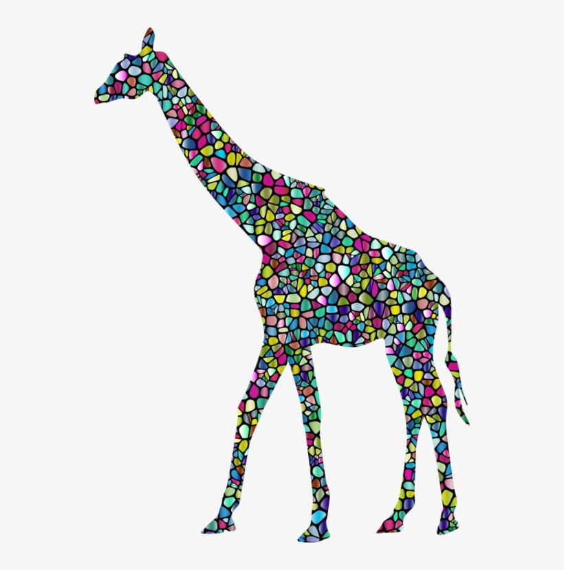Baby Giraffes West African Giraffe Vertebrate Northern - Transparent Background Giraffe Png, transparent png download