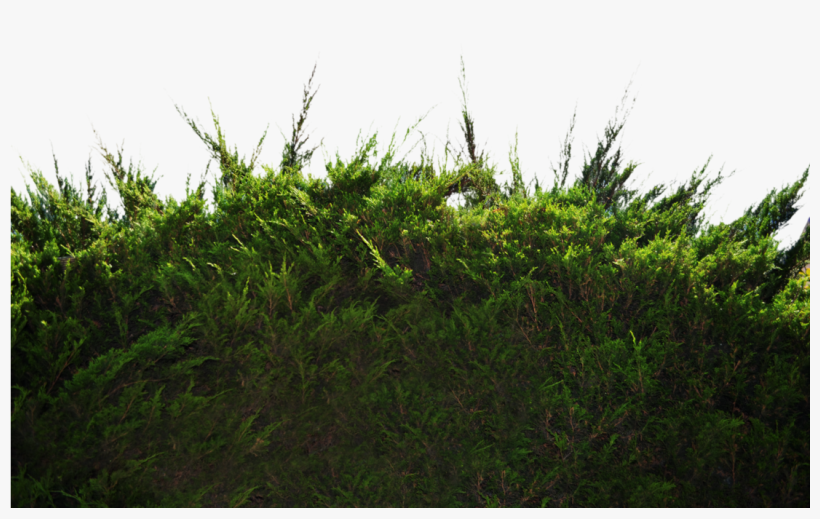 Ground Pine Bush 1 Stock Photo Dsc 0049 Png By Annamae22-d9s4405, transparent png download