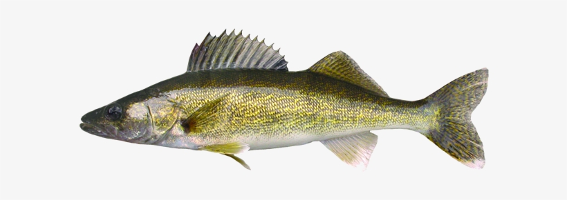 Walleye - Poisson Doré En Anglais, transparent png download