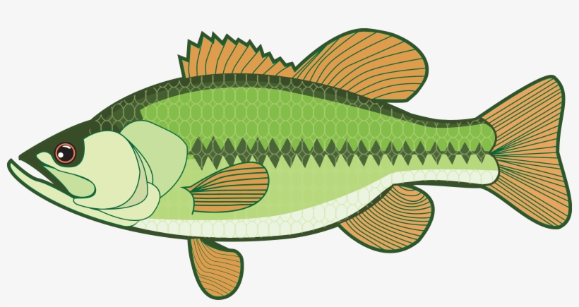 Walleye Vector Bass - Largemouth Bass Clipart, transparent png download