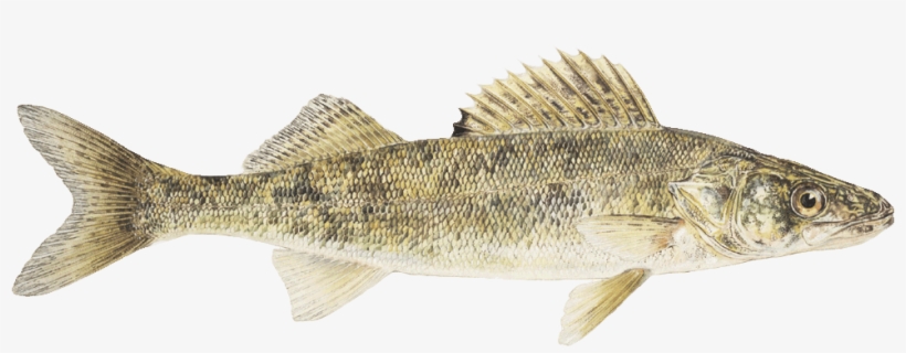 Seafood Watch, transparent png download