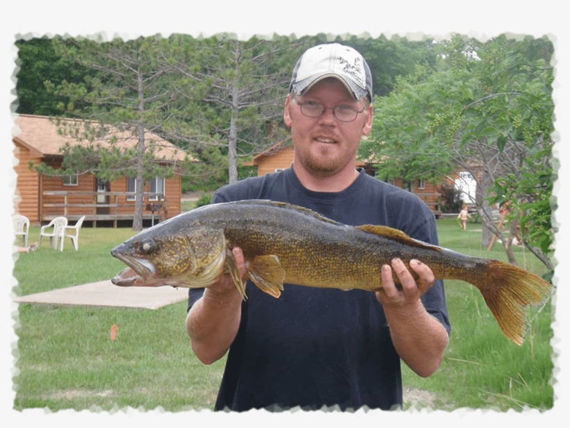 Catch Walleye Like This At Pine Terrace In Minnesota - Walleye Fishing, transparent png download
