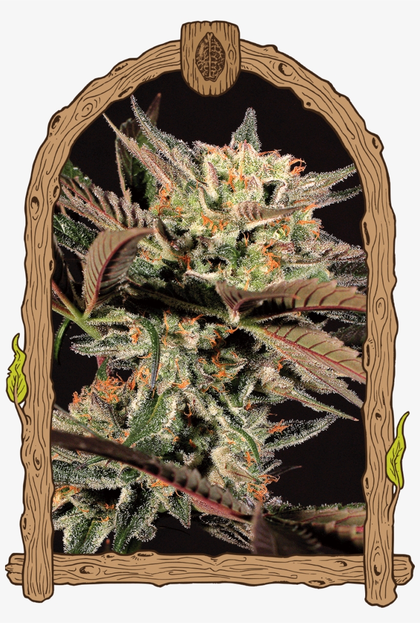 Amnesia Nr - - American Larch, transparent png download