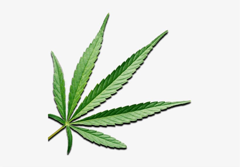 Ideal Cbd - Welcome - Cannabis, transparent png download