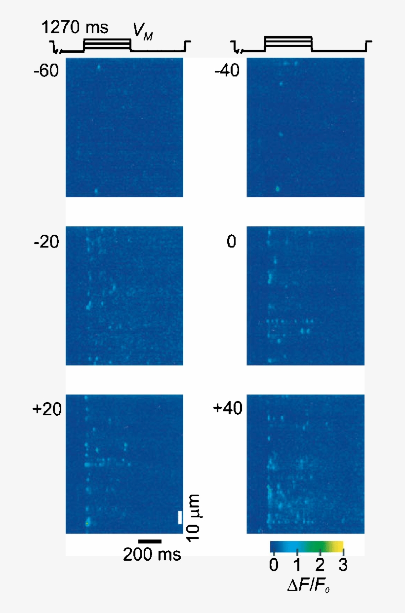 Confocal Line-scan Images Of Ff0 Showing Ca 2 Sparks - Talbot Green, transparent png download