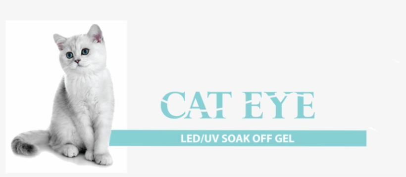 Cre8tion Cat Eye Flyer, transparent png download