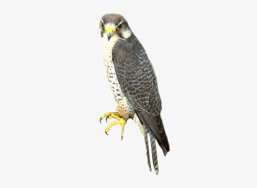 Falcon Png - Sharp Shinned Hawk Png, transparent png download