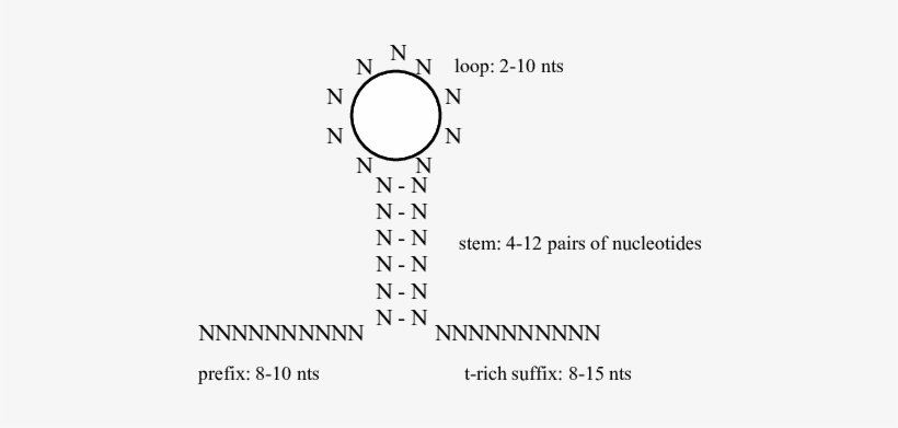 Canonical Terminator - Circle, transparent png download