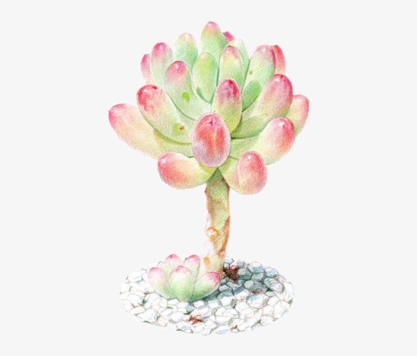 Succulent Plant Watercolor Painting Colored Pencil - Colored Pencil, transparent png download