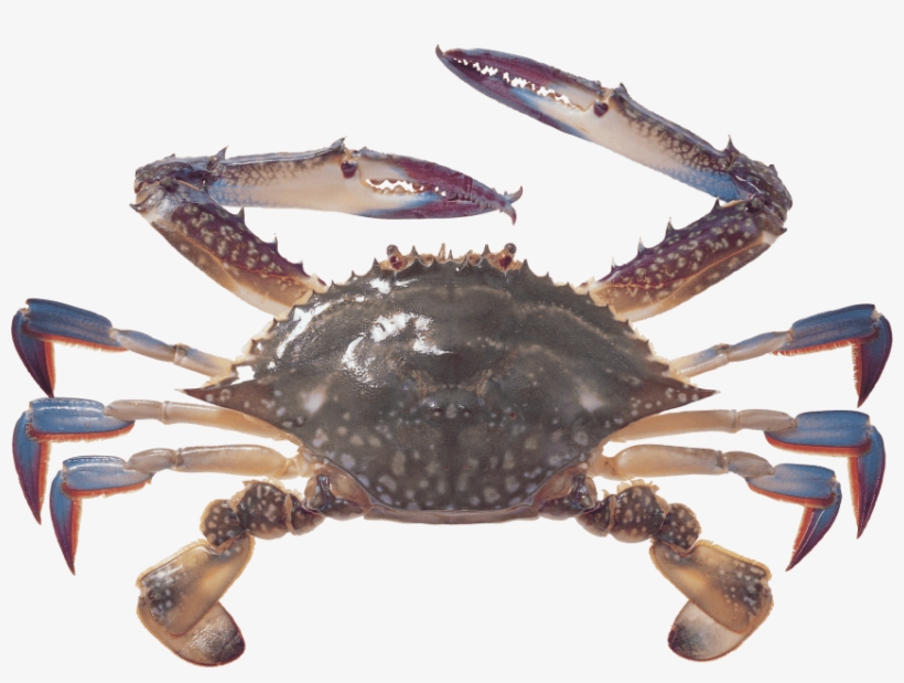 Free Png Crab Png Images Transparent - Crab Png, transparent png download
